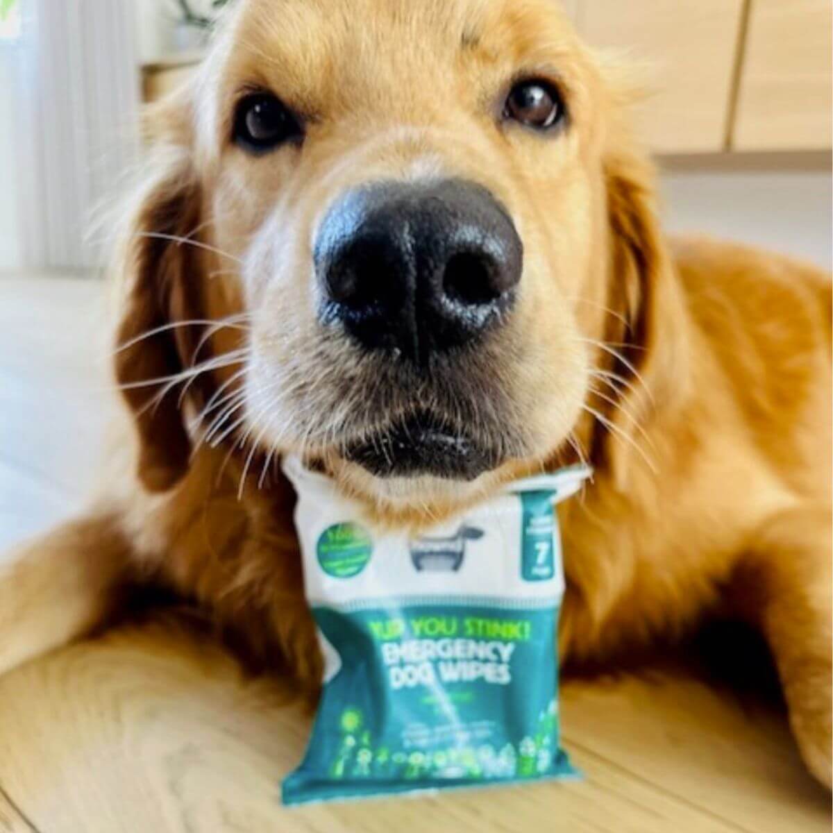 Fanos, All dogs matter with hownd biodegradable wipes