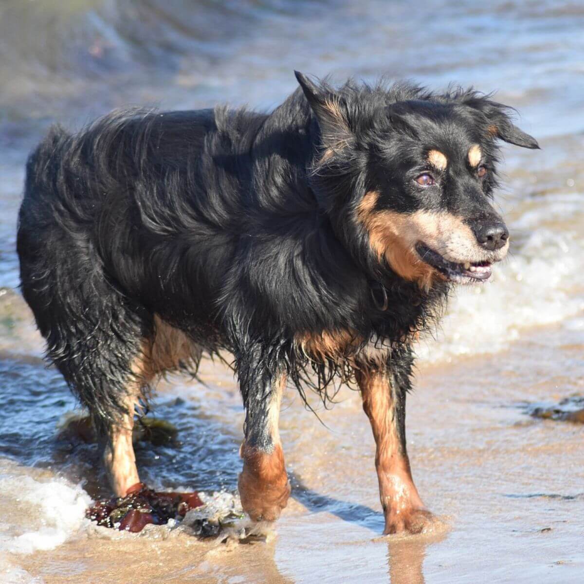 wet dog with Marine algae at beach