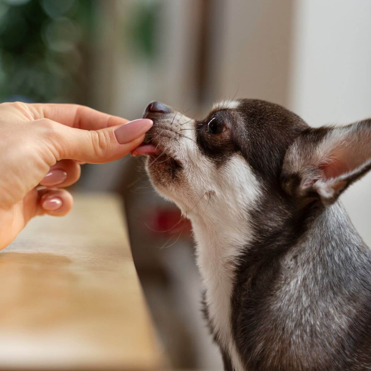 What are Hypoallergenic Dog Treats?