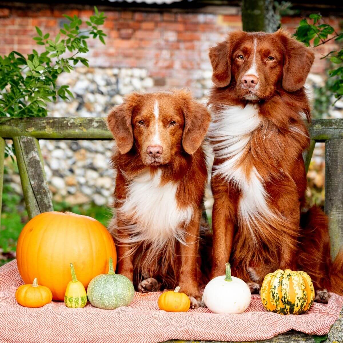 6 Health Benefits of Pumpkin for Dogs