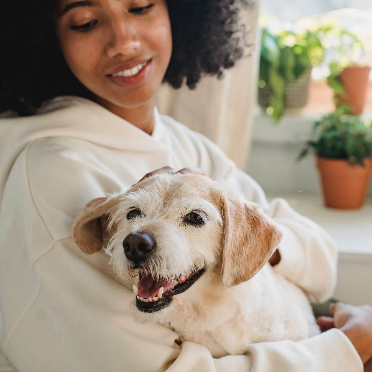 Senior Dog Care Guide: Ensuring Your Dog's Health and Happiness in their Golden Years
