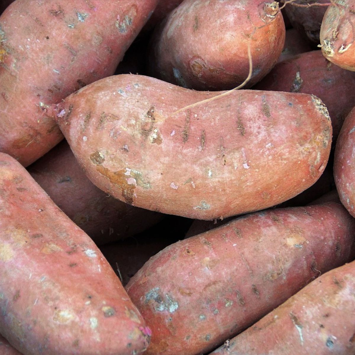 Sweet potatoes for dogs