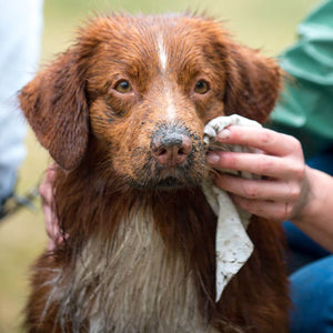 Yup You Stink! Emergency Biodegradable Dog Wipes Hownd