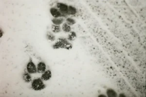 WHAT’S YOUR PET’S ECO PAWPRINT?