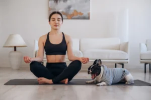 HOWND’s Bonfire Night, Halloween and Diwali survival kit for anxious dogs and their owners