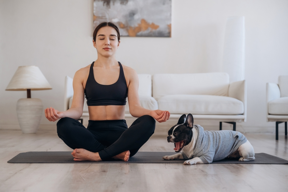 HOWND’s Bonfire Night, Halloween and Diwali survival kit for anxious dogs and their owners