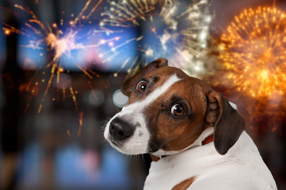 The Best Ways to Relax Your Dog During Firework Season 