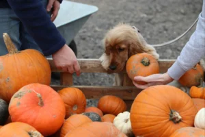6 Health Benefits of Pumpkin for Dogs