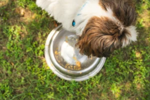 What’s the Impact of Dog Food On The Environment?