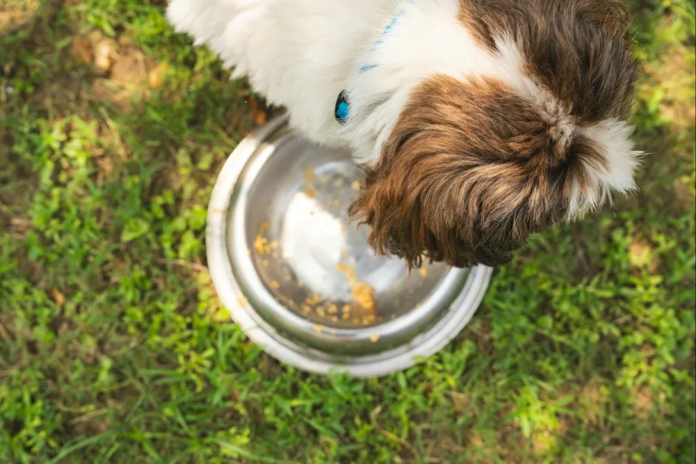 What’s the Impact of Dog Food On The Environment?