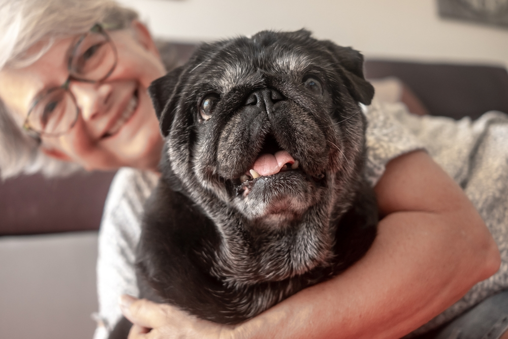 Senior Dog Care Guide: Ensuring Your Dog’s Health and Happiness in their Golden Years