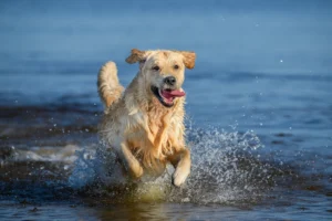 7 Reasons Marine Algae is good for your dog