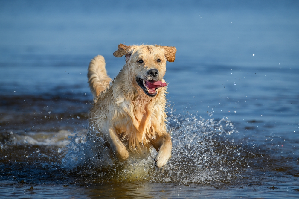 7 Reasons Marine Algae is good for your dog