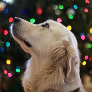 The Best Ways to Relax Your Dog During Firework Season 