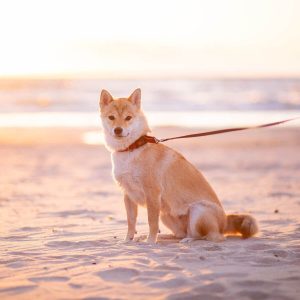 UNLEASHING ADVENTURE: TOP DOG FRIENDLY ACTIVITIES FOR MEMORABLE OUTINGS