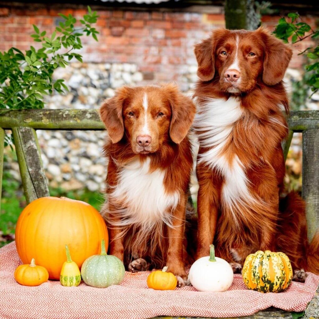 6 Health Benefits of Pumpkin for Dogs HOWND