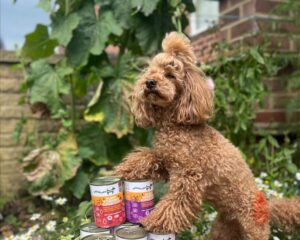 Hypoallergenic dog food – what is it, and what are the benefits?