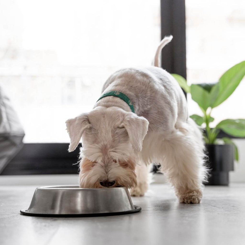 What’s the Impact of Dog Food On The Environment?