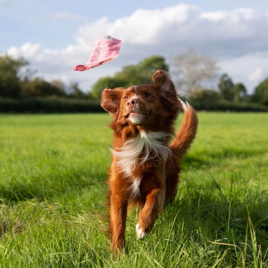 How Shiitake Mushrooms can boost your dog’s health