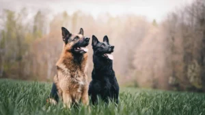The Best Food for Your German Shepherd