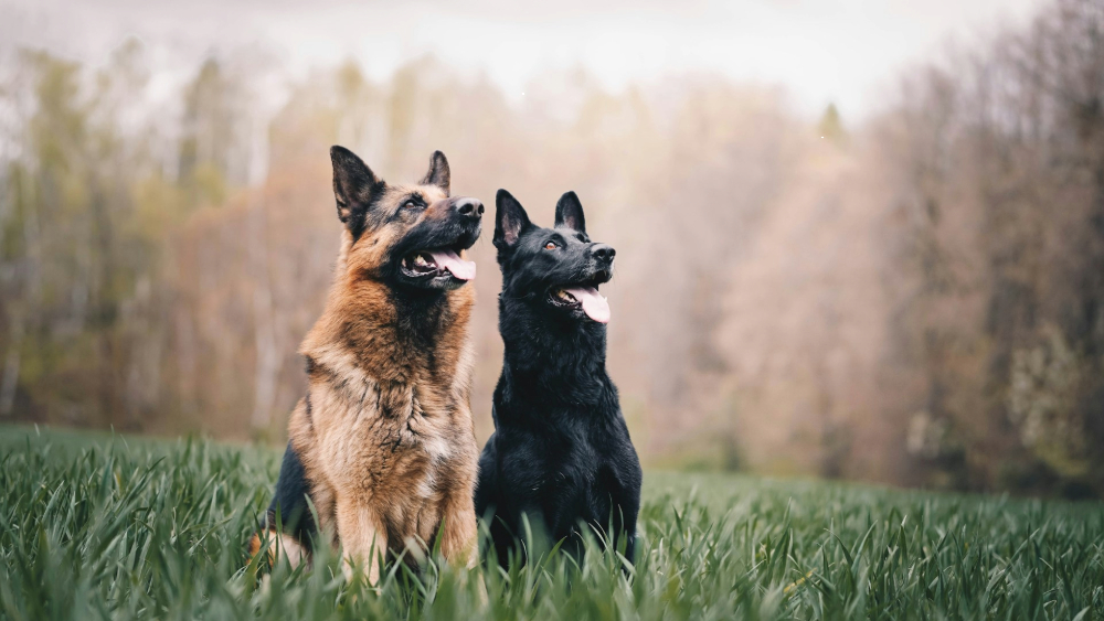 The Best Food for Your German Shepherd