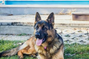 The Best Food for Your German Shepherd