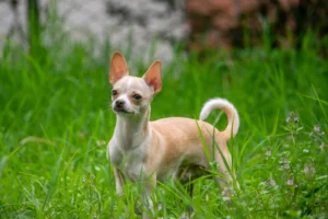 Best Food for Your Chihuahua – A Feeding Guide