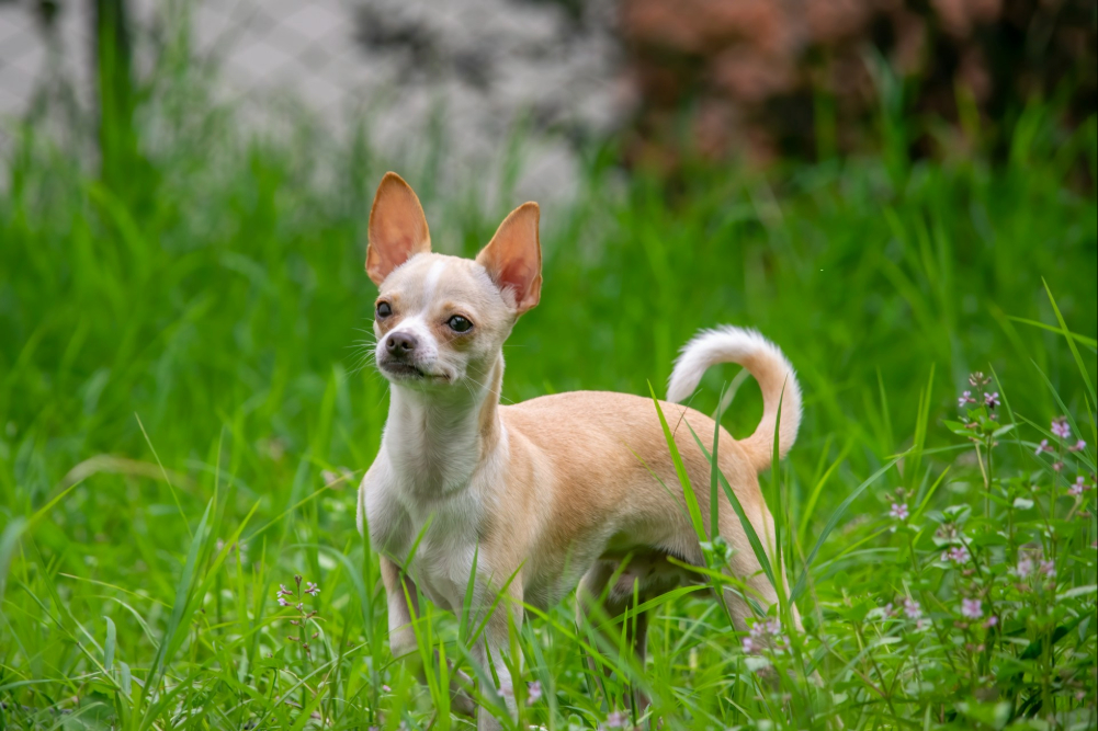 Best Food for Your Chihuahua – A Feeding Guide