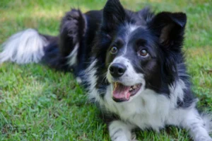 The Best Food for Your Border Collie – A Feeding Guide