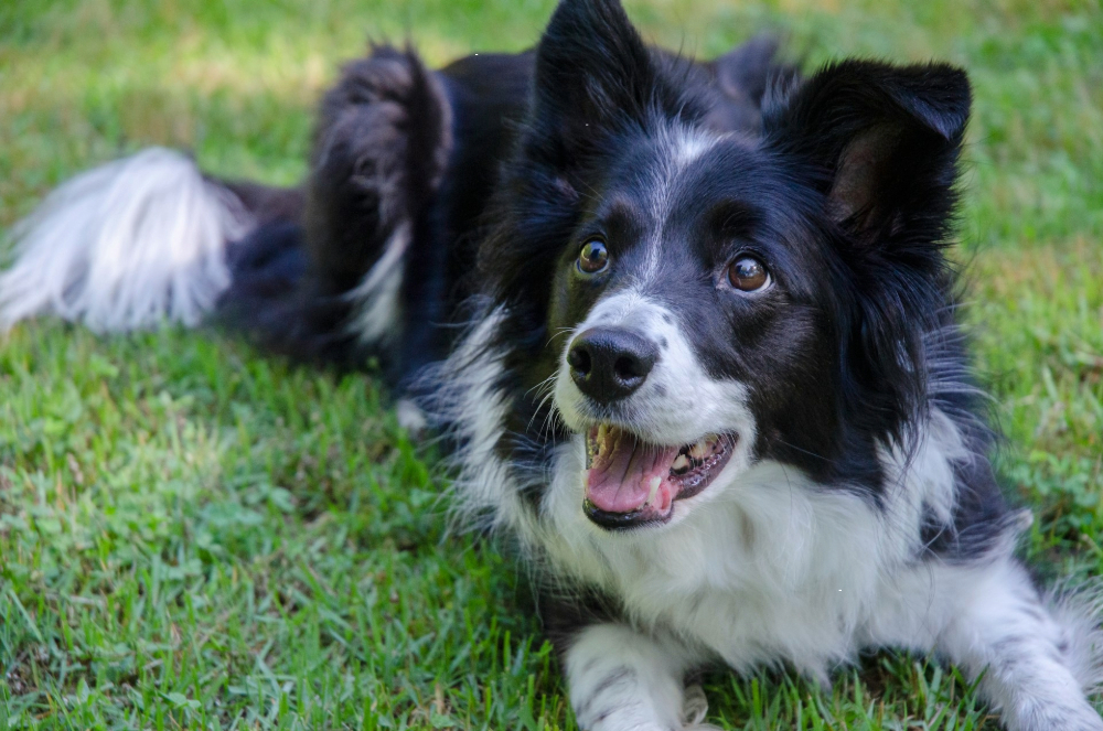 The Best Food for Your Border Collie – A Feeding Guide