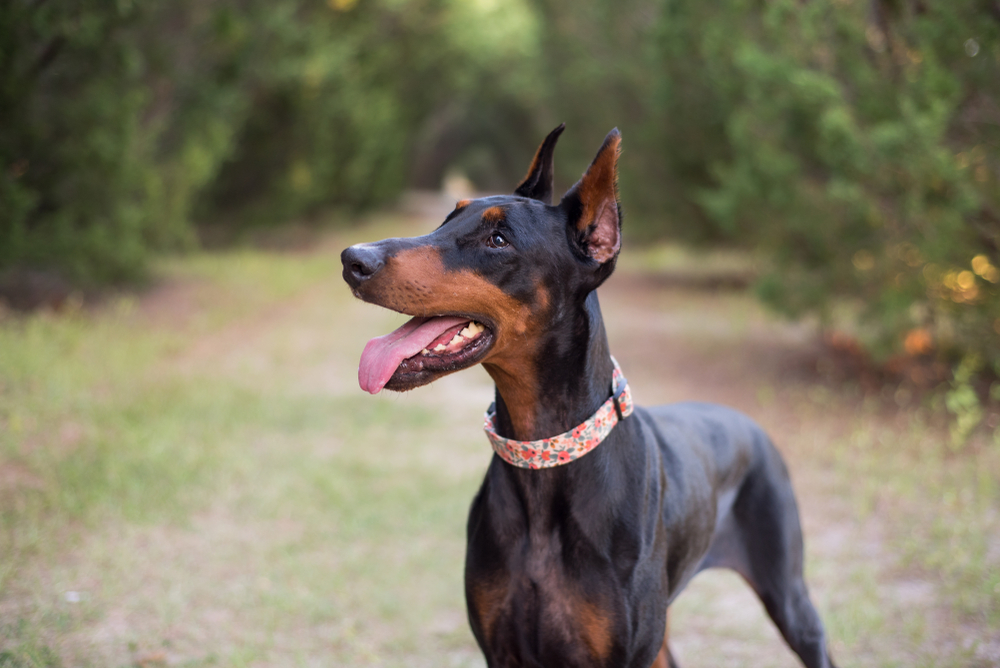 The Best Food for Your Doberman – A Feeding Guide