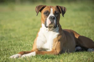 The Best Food for Your Boxer – A Feeding Guide