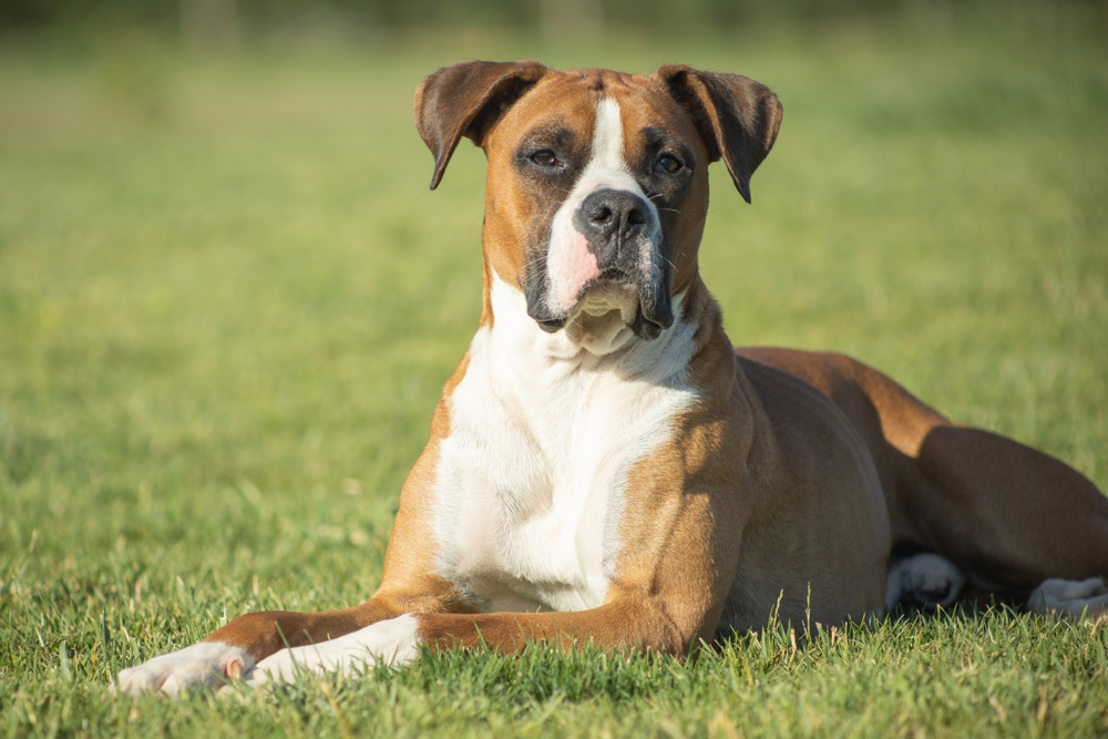 The Best Food for Your Boxer – A Feeding Guide