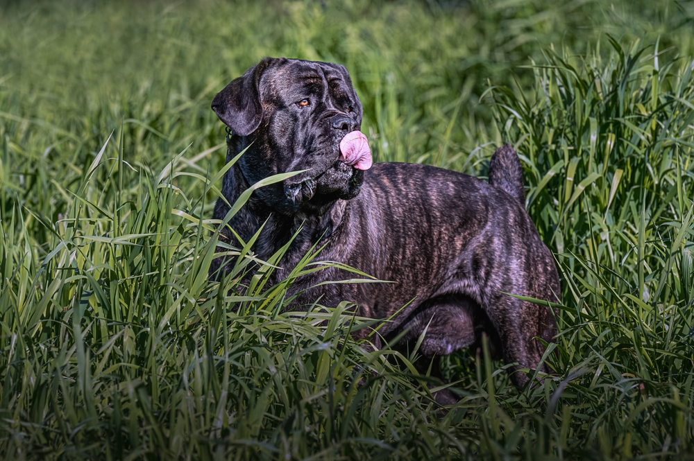 Best Food For Your Cane Corso – A Feeding Guide
