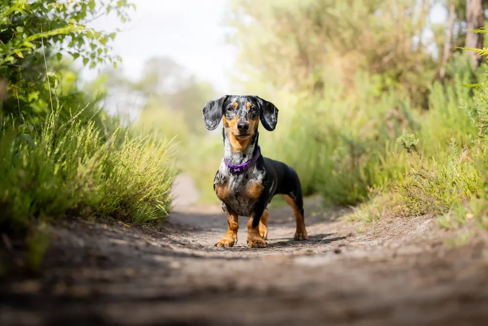 Best Food for Your Dachshund – A Guide to Diet