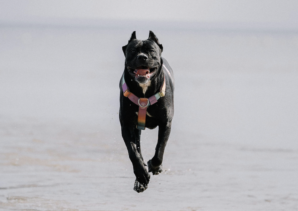 Best Food For Your Cane Corso – A Feeding Guide