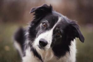 The Best Food for Your Border Collie – A Feeding Guide
