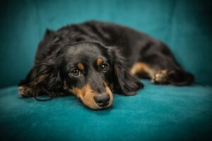 Best Food for Your Dachshund – A Guide to Diet