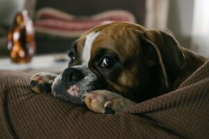 The Best Food for Your Boxer – A Feeding Guide