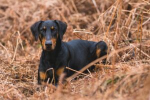 The Best Food for Your Doberman – A Feeding Guide