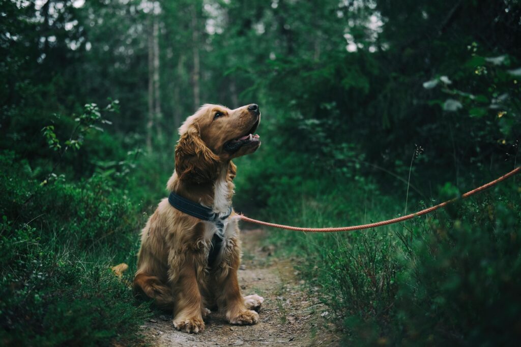 The Best Food For Your Cocker Spaniel – A Guide