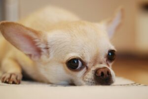 Best Food for Your Chihuahua – A Feeding Guide