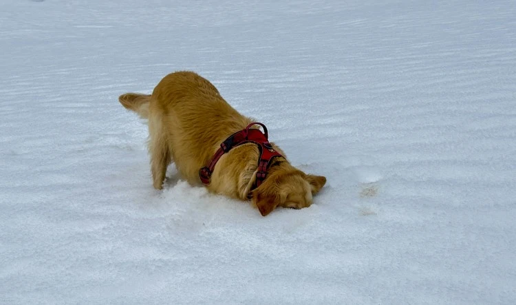 Why Winter Causes Dry, Itchy Skin in Dogs?