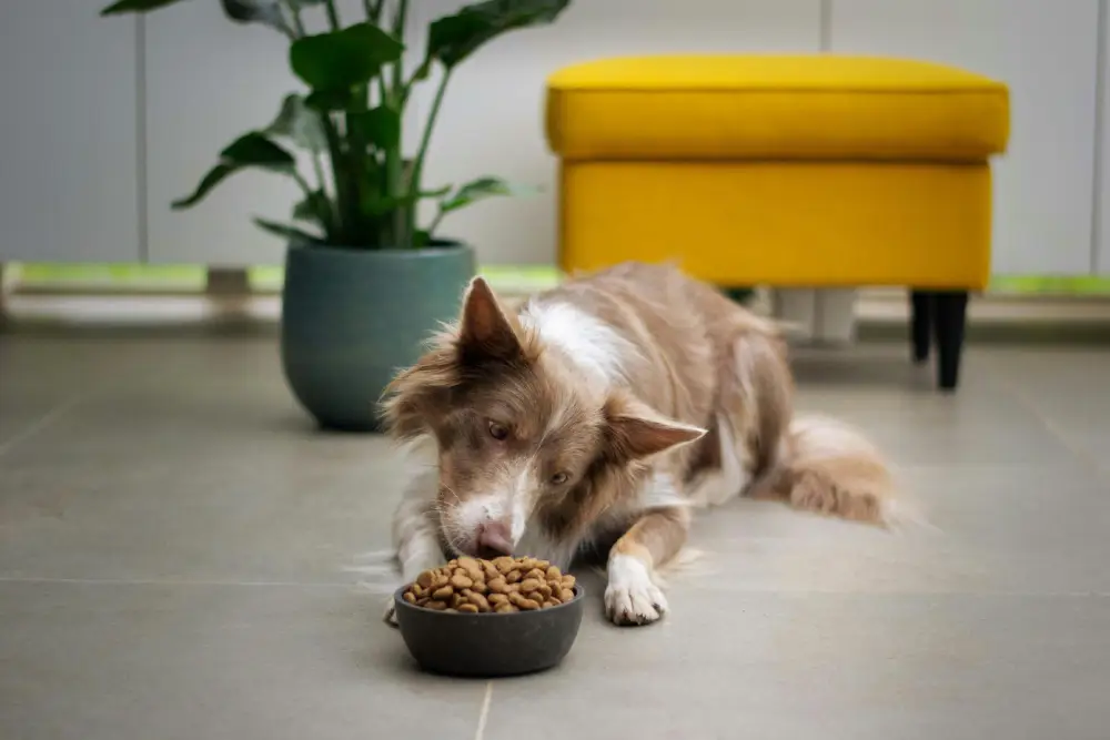 Prebiotics vs Probiotics for dogs: What’s the Difference & Which Does Your Dog Need?